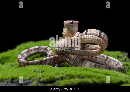 Gatto serpente dentato in posizione di attacco Foto Stock