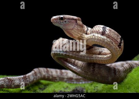 Gatto serpente dentato in posizione di attacco Foto Stock