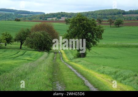 Un albero e una capanna in un campo agricolo a Hohenlohe Foto Stock