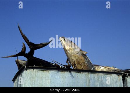 peche au thon oceano atlantique Foto Stock