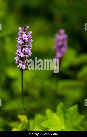 Orchidea palustre a foglie larghe Foto Stock