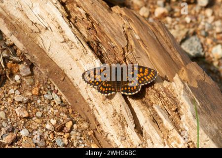 Heath fritillary (Melitaea athalia) Foto Stock