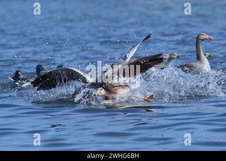 Oche Greylag in lotta Foto Stock