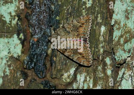 Catocala sponsa, l'oscuro cremisi che si sta indebolendo Foto Stock