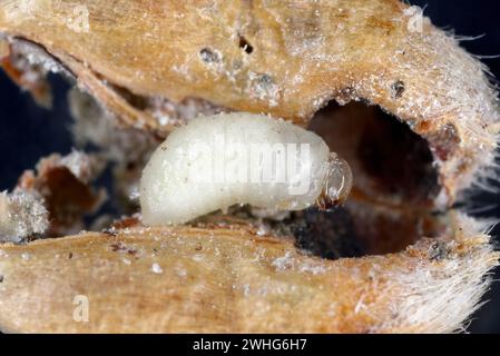 Weevil granario (Sitophilus granarius) chiamato anche Weevil grano o Weevil di grano. Larva che si sviluppa all'interno del grano. Foto Stock