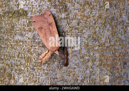 Grande giallo underwing (Noctua pronuba) Foto Stock