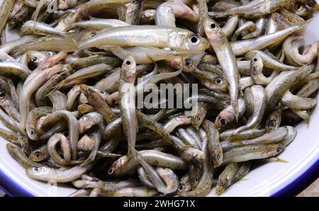 Piatto con molti pesci pescati chiamati sabbia della famiglia Atherinidae sono molto apprezzati nella cucina italiana e mediterranea Foto Stock