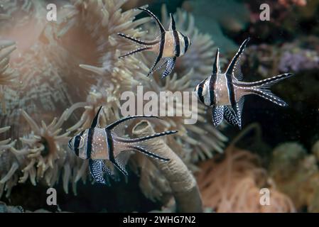 Bellissimo pesce cardinale banggai alla barriera corallina Foto Stock