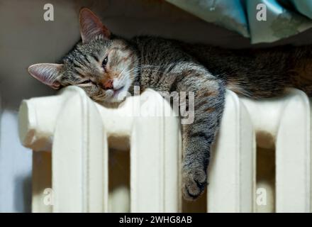 Il gatto è riscaldato sul radiatore dell'appartamento. Sera d'inverno. Foto Stock