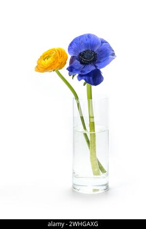 Vaso di vetro con due fiori ranunculus in blu e giallo, i colori della bandiera Ucraina, isolato su sfondo bianco con c Foto Stock