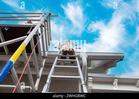 Roofer, operaio sul tetto, in piedi su una scala. Lavori di copertura. ponteggi in cantiere Foto Stock