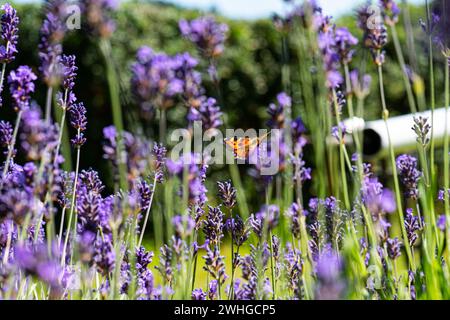 Piccolo guscio di tartaruga Aglais urticae atterra su un fiore viola Foto Stock