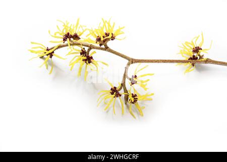 Ramo con giallo strega nocciola (Hamamelis) fiori, la pianta medica è utilizzata nella cura della pelle, cosmetici naturali e alternative me Foto Stock