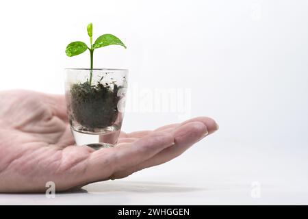 Mano che tiene in mano una piccola pianta, una piantina di limoni in un piccolo bicchiere, concetto di business green per la cura della natura, la pazienza e la g Foto Stock