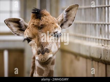 ARNHEM - Una giraffa Rothschild appena nata nella stalla dello zoo di Burgers. L'animale è nato un giorno prima nella stalla coperta e riscaldata dove le giraffe rimangono durante i mesi invernali. ANP SEM VAN DER WAL netherlands Out - belgio Out crediti: ANP/Alamy Live News Foto Stock