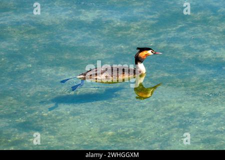 Grande Grebe cremata (Podiceps cistatus) Foto Stock