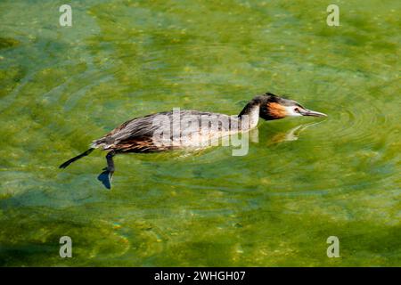 Grande Grebe cremata (Podiceps cistatus) Foto Stock