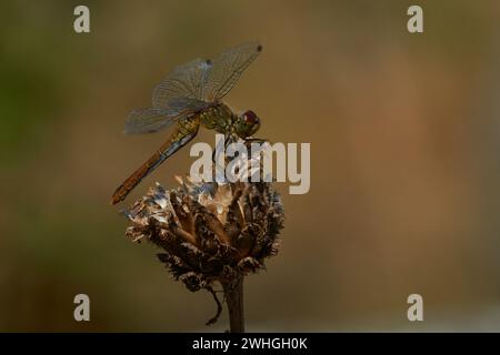 Donna Ruddy darter Foto Stock