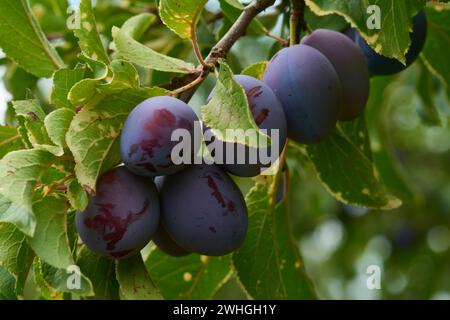 Prugne mature su un albero Foto Stock