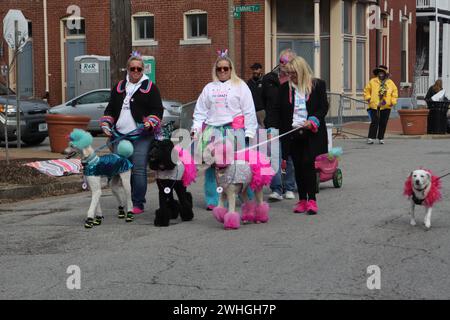 Purina PET Parade 2024. Per le strade di Soulard-St Louis, Missouri, Stati Uniti hanno celebrato il Mardi Gras 2024 Foto Stock