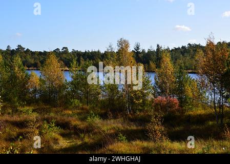 Paesaggio autunnale presso il lago Grundloser SEE, Walsrode, bassa Sassonia Foto Stock