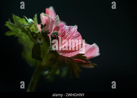 Fiore di anemone rosa con gocce d'acqua all'interno dei petali su sfondo nero, primo piano, spazio copia, messa a fuoco selezionata Foto Stock