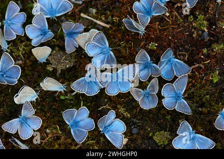 Maschio Polyommatus amandus, l'Amanda e' blu Foto Stock