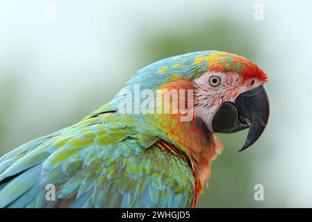 Ritratto di un pappagallo macaw con le sue bellissime e colorate piume Foto Stock