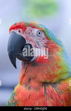 Ritratto di un pappagallo macaw con le sue bellissime e colorate piume Foto Stock