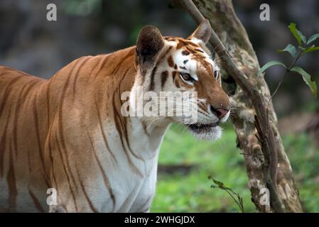 Foto ravvicinata di una tigre d'oro Foto Stock