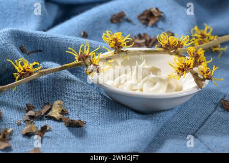 Ramoscello di nocciola strega in fiore (hamamelis), una ciotola con crema per la cura della pelle e corteccia secca su tessuto blu, pianta medica per cos naturali Foto Stock