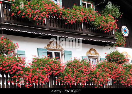 Geranium Splendor a Schliersee Foto Stock