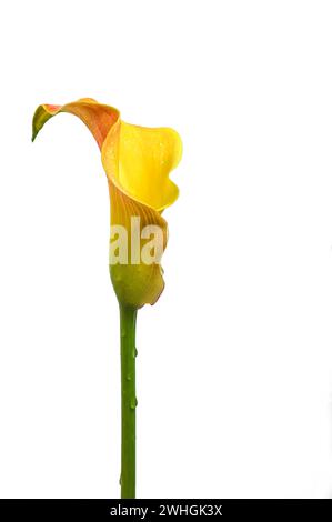 Fiore di giglio di calla (Zantedeschia) in giallo e arancione, l'infiorescenza scultorea cresce dal gambo verde ed è Sha Foto Stock