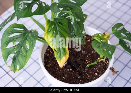 Problemi nella coltivazione di piante domestiche maschera Monstera scimmia - foglie con punte asciutte gialle, avvizzite, colpite da ragno Foto Stock