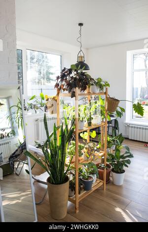 Scaffalatura con un gruppo di piante interne all'interno. Pianta domestica che cresce e che si prende cura di pianta interna, casa verde Foto Stock