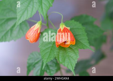 Abutilon, fiore di campana d'arancia in fiore, un ropeberry della famiglia Malvaceae. Cura e coltivazione di piante domestiche o Foto Stock