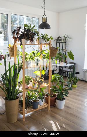 Scaffalatura con un gruppo di piante interne all'interno. Pianta domestica che cresce e che si prende cura di pianta interna, casa verde Foto Stock