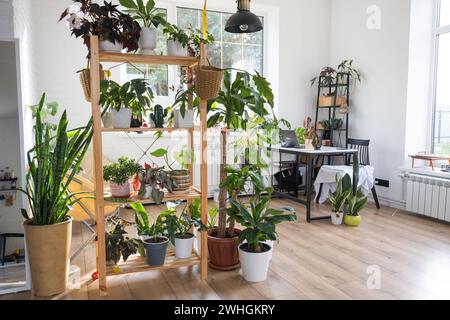 Scaffalatura con un gruppo di piante interne all'interno. Pianta domestica che cresce e che si prende cura di pianta interna, casa verde Foto Stock