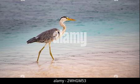 Grande Blue Heron vicino al mare Foto Stock