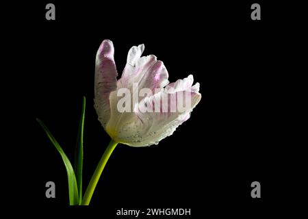 Tulipano bianco rosa, testa di fiore con gocce d'acqua in retroilluminazione su sfondo nero, spazio copia, messa a fuoco selezionata Foto Stock