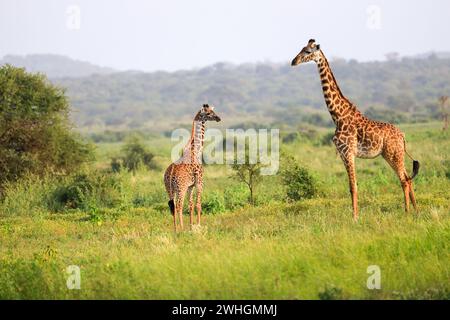 Giraffa Masai, Massai-Giraffe nel Parco Nazionale di Amboseli, Kenya Foto Stock