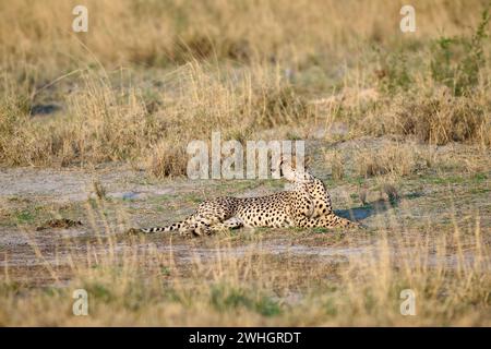 cheetah (Acinonyx jubatus), Parco Nazionale di Etosha, Namibia, Africa Foto Stock