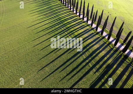 Documentazione fotografica aerea dei cipressi della Val di Orcia Foto Stock