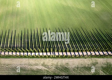 Documentazione fotografica aerea dei cipressi della Val di Orcia Foto Stock