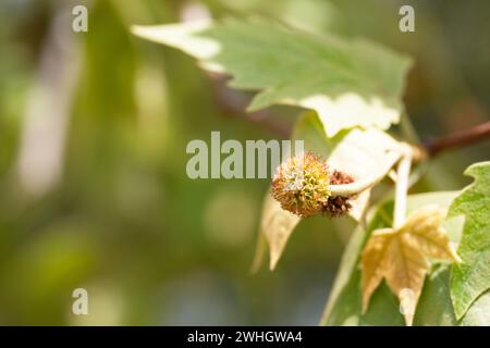 Foglie e frutti di Platanus occidentalis, noto anche come sicomoro americano. Foglie e frutti di Platanus occidentalis, noto anche come sycamo americano Foto Stock