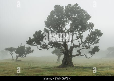 Fanal Forest a Madeira, Portogallo. Antichi alberi di Laurel in nebbia fitta, sito dell'UNESCO. Foto Stock
