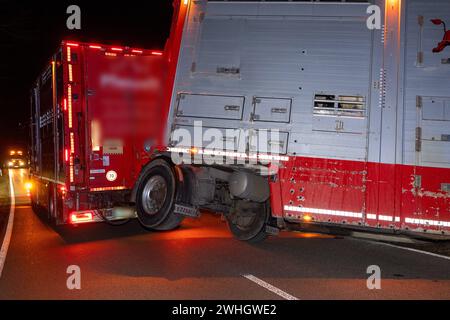 Leisnig - Laster mit Rindern beladen kippt auf Autobahnzubringer in den Straßengraben 06.02.2024 gegen 16 Uhr Leisnig, S34 am Abzweig Beiersdorf genauer Standort: https://maps.app.goo.gl/jtYuWqMYntwXqPcM8 Zu einem Unfall kam es am Dienstagnachmittag gegen 16 Uhr zu einem Unfall von einem Lastwagen Kühen mit beladen. Nach ersten Angaben der Polizei wollte der LKW-Fahrer am Nachmittag aus dem Leisniger Ortsteil Beiersdorf kommend nach rechts auf die S34 a Richtung Leisnig abbiegen. Dabei rutschte der Anhänger des Lastwagens, der mit lebenden Rindern beladen War, leicht in den Graben der Straße. Foto Stock