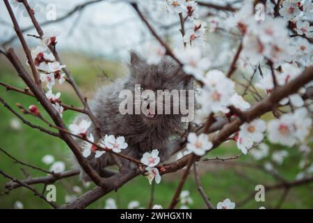 un piccolo gatto soffice grigio si siede sui rami sottili di un albero di albicocca in fiore e grida, clima nuvoloso primaverile Foto Stock