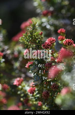 Primo piano di boccioli di fiori rossi dell'alpino Everlasting Ozothamnus alpinus, famiglia delle Asteraceae, nella regione di Kosciusko. Endemica delle Alpi Foto Stock