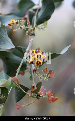 Fiori gialli e rossi della foglia larga nativa australiana Bitter Pea o Hop Bitter Pea Daviesia latifolia, famiglia Fabaceae, nella foresta aperta vicino a Cooma Foto Stock